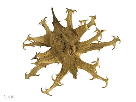 devil's claw: anything considered ugly or potentially harmful resembling a claw in appearance or behavior