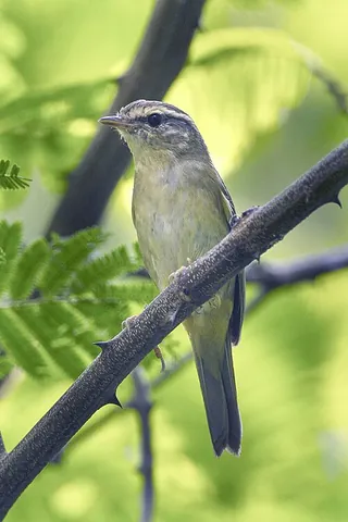 radde's warbler: phylloscopus schwarzi, a leaf warbler which breeds in Siberia