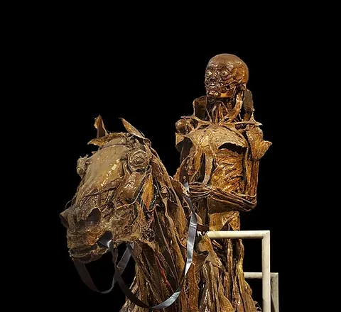 écorché: a figure drawn, painted or sculpted so as to show the muscles of the body without skin