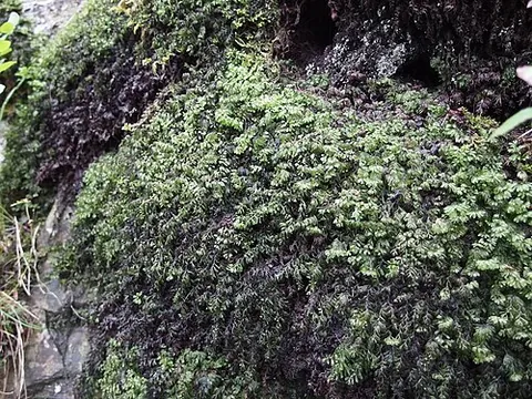 wilson's filmy fern: hymenophyllum wilsonii, a fern in the family Hymenophyllaceae, the filmy ferns