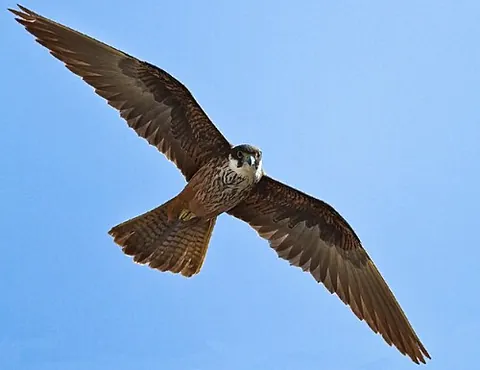 eleonora's falcon: falco eleonorae, a medium-sized raptor of the falcon family