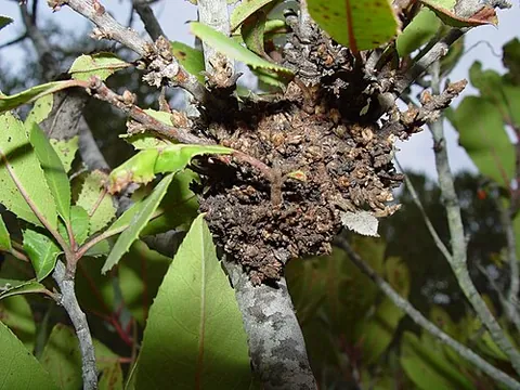 witch's broom: a disease or deformity in a woody plant, typically a tree, such that the natural structure of the...
