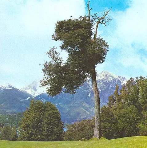 dombey's beech: the tree Nothofagus dombeyi native to southern South America