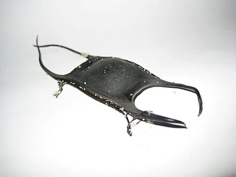 mermaid's purse: the egg case of a skate, shark or ratfish