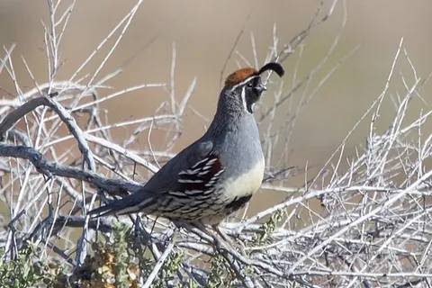 gambel's quail: a quail of North America (of the US-American southwest and the Mexican northwest), Callipepla...