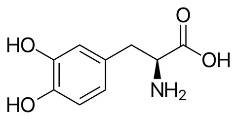 ʟ-dopa: the levorotatory form of dopa, used to treat Parkinson's disease