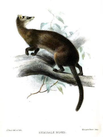 hose's palm civet: a small mammal native to Borneo, Diplogale hosei