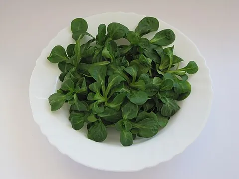 lamb's lettuce: corn salad or mâche, Valerianella locusta, a small plant of the family Caprifoliaceae whose leaves...