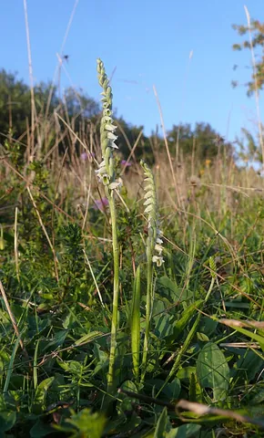 ladies' tresses: any of several species of the orchidaceous genus Spiranthes, in which the white flowers are set in...