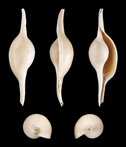 weavers' shuttle: an East Indian marine univalve shell (Radius volva)