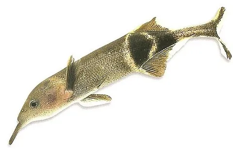 peters's elephantnose fish: gnathonemus petersii, an African freshwater elephantfish in the genus Gnathonemus