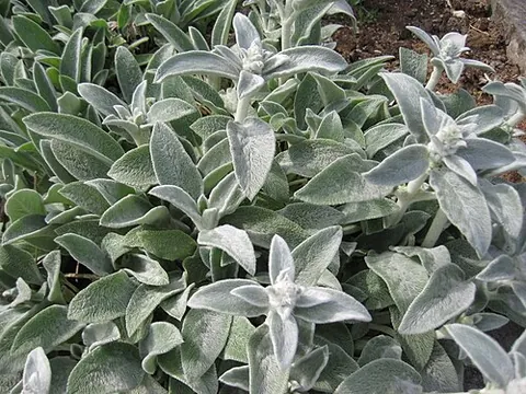 lamb's ears: used other than figuratively or idiomatically: see lamb, ear