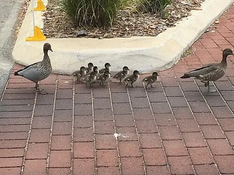 have one's ducks in a row: to be organized; to have one's affairs in order; specifically, to have a multiperson effort...