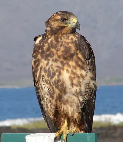galápagos hawk: a large hawk endemic to the Galápagos Islands
