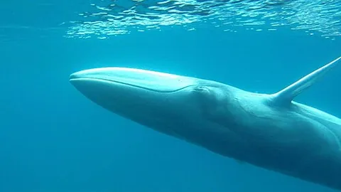 omura's whale: balaenoptera omurai, a species of rorqual