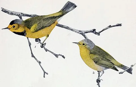 bachman's warbler: vermivora bachmanii, a small passerine migratory bird of America. It was declared extinct in 2021