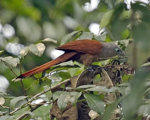 raffles's malkoha: a sexually dimorphic species of malkoha, Rhinortha chlorophaea, of Peninsular Malaysia, Sumatra,...