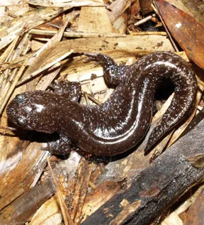 abe's salamander: hynobius abei, a critically endangered species of salamander endemic to Japan