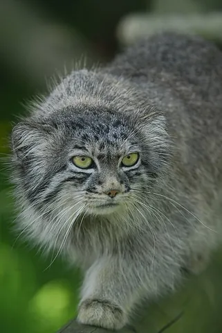pallas' cat: the manul