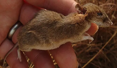 rudd's mouse: an African rodent of the species Uranomys ruddi