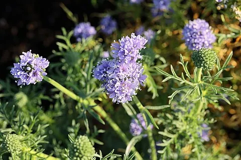 queen anne's thimbles: a blue North American flower of the phlox family, Gilia capitata