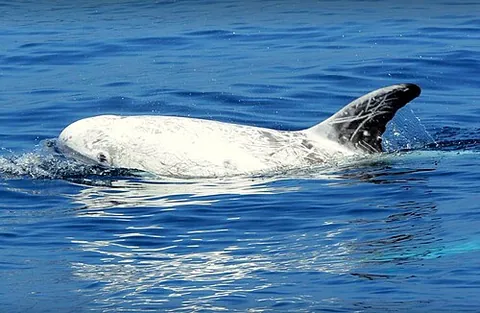 risso's dolphin: grampus griseus, a large dolphin found in temperate and tropical waters worldwide
