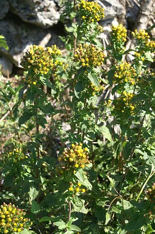 ploughman's spikenard: the plant Inula conyzae, (now Pentanema conyzae)