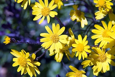 mare's fart: ragwort (Jacobaea vulgaris)