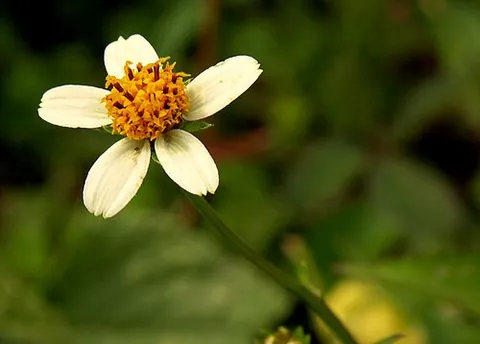 beggar's ticks: the bur marigold (Bidens spp.) and its achenes, which are armed with barbed awns that adhere to...