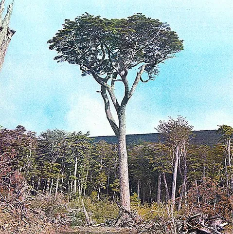 magellan's beech: the tree Nothofagus betuloides native to southern South America