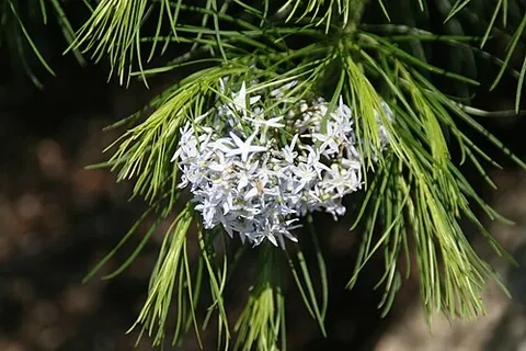 hubricht's bluestar: the North American flowering plant Amsonia hubrichtii