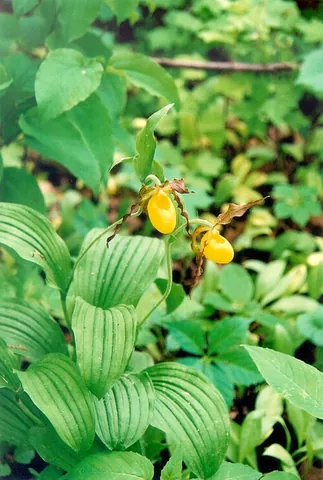 yellow lady's slipper: cypripedium parviflorum, a type of lady's slipper orchid native to North America