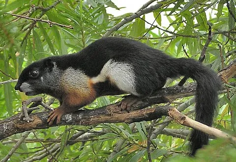 prevost's squirrel: callosciurus prevostii, a colourful Asian squirrel
