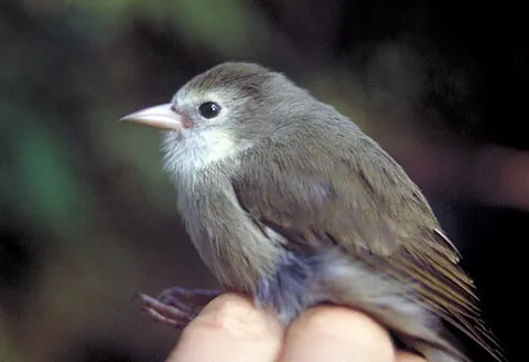 'akikiki: a Hawaiian honeycreeper, Oreomystis bairdi