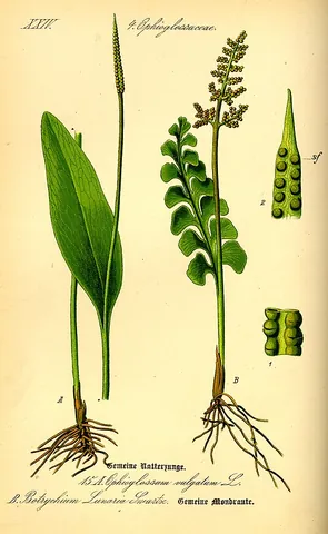 adder's tongue: any of several ferns in the genus Ophioglossum, whose spores are produced on a spike resembling a...