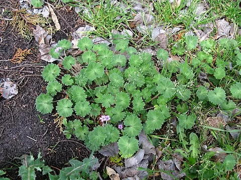 dove's-foot: geranium molle, a small annual species of geranium, native to England; so called from the shape of...
