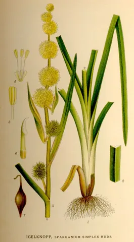 fox's foot: a type of bur-reed (Sparganium simplex) native to North America and Eurasia