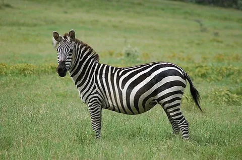 grant's zebra: equus quagga boehmi, the smallest subspecies of the plains zebra