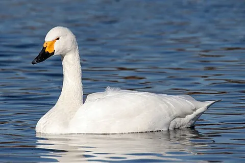 bewick's swan: a small swan, Cygnus columbianus, of the family Anatidae