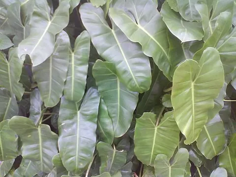 imbé: a South American liana, Philodendron imbe