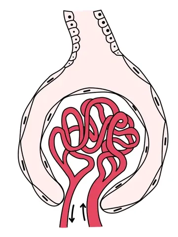 bowman's capsule: a cup-like sac at the beginning of the tubular component of a nephron in the mammalian kidney