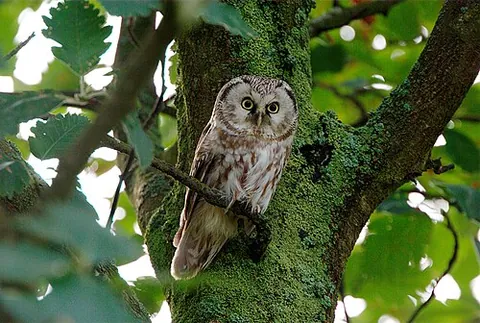 tengmalm's owl: a species of owl, Aegolius funereus