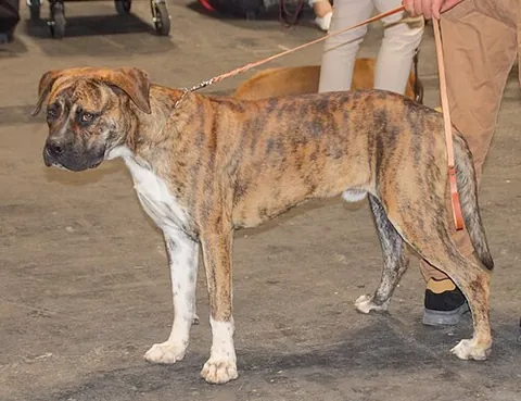alano español: a Spanish breed of medium- to large-sized dog of alaunt-bulldog type