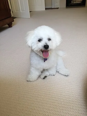 bichon frisé: a small bichon with white fur and dark eyes and nose, originating in Spain, Belgium and France