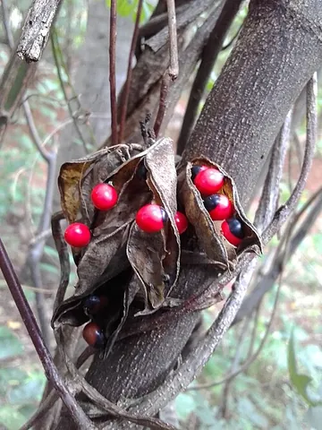 crab's eye: a viney legume of species Abrus precatorius