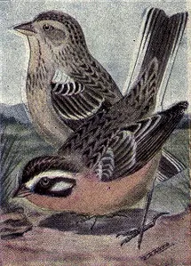 smith's longspur: a bird of the species Calcarius pictus, native to North America east of the continental divide