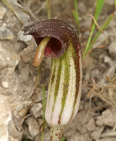 friar's cowl: a plant of species Arisarum vulgare, common arisarum, native principally to the Mediterranean