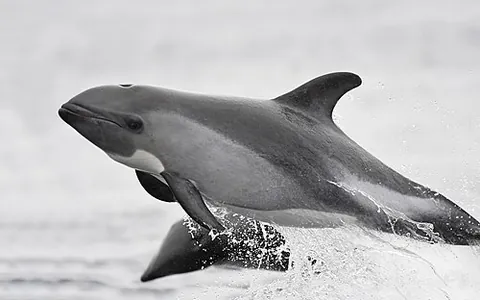 peale's dolphin: a small dolphin (Cephalorhynchus australis) found in the waters around Tierra del Fuego at the foot...