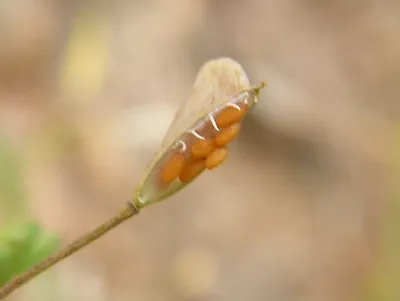 shepherd's purse: an edible weed, Capsella bursa-pastoris, family Brassicaceae, native to Europe but now found...