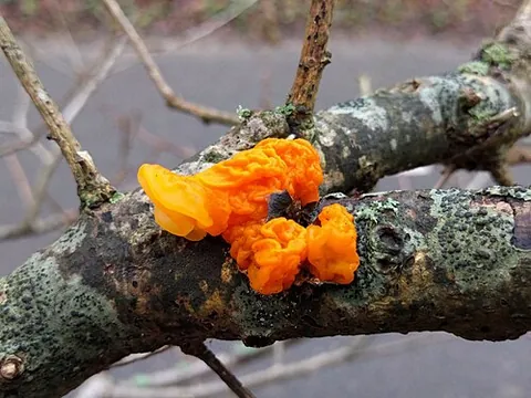 witches' butter: tremella mesenterica, a yellow, gelatinous fungus (yellow brain fungus, golden jelly fungus)